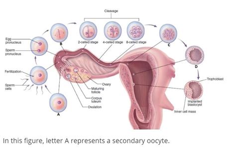 Image result for Fertility Process