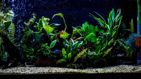 Java Fern Small Leaves at Tip 的图像结果