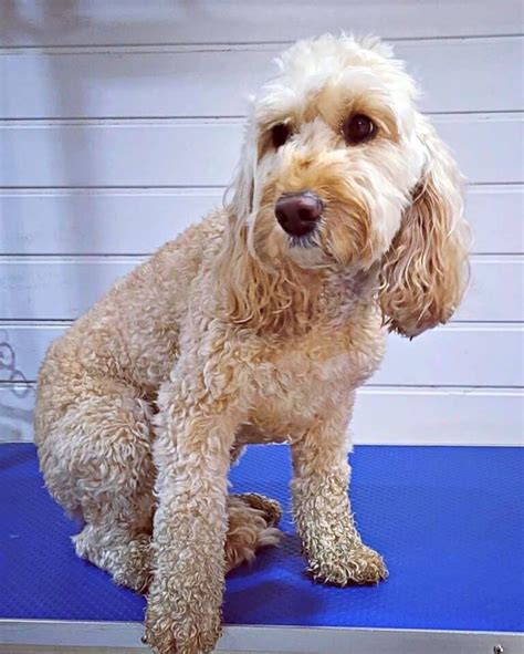 Image result for Cockapoo Dog Cuts