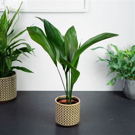 Aspidistra wyniosła (aspidistra elatior) - Mała Szklarnia