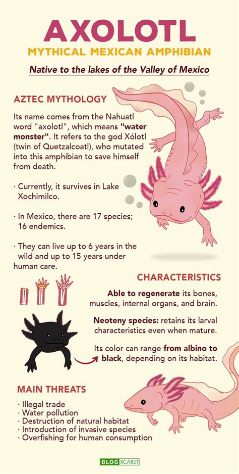 What Are Fun Facts About Axolotls