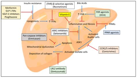 Treatments for NAFLD: State of Art