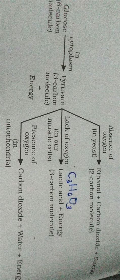 Explain the types of respiration with balanced chemical equation ...