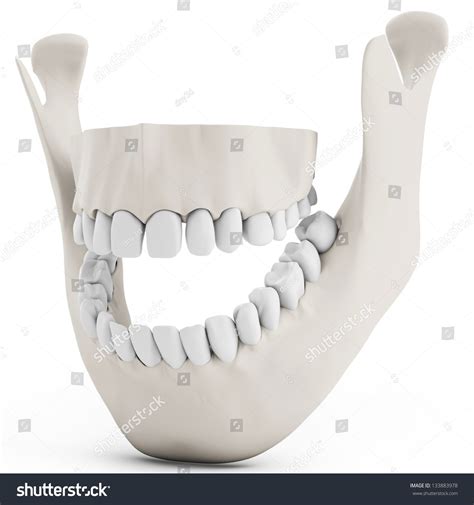 7,150 Human Jaw Bone 3d Images, Stock Photos & Vectors | Shutterstock