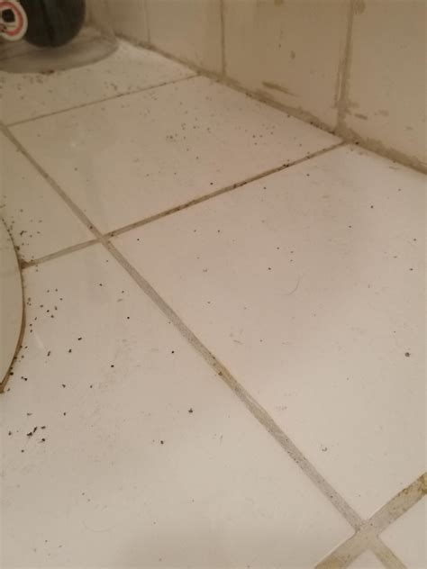 What are these black dots that keep reapearing on my bathroom floor ...