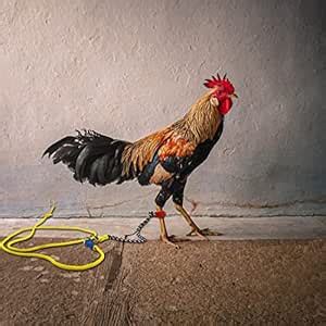 Advancedestore Murgee Leg Rope, Rooster Leash for Hen and Chicken ...