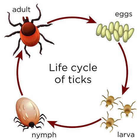 Ticks and Prevention - Lyme Disease Association of Australia