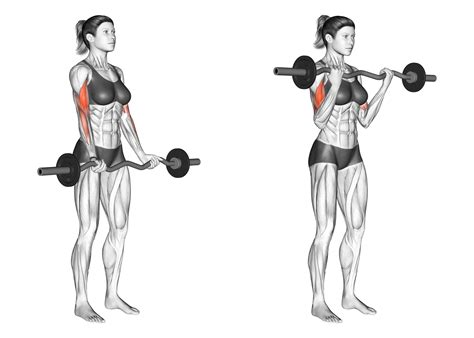EZ Bar Curl vs Barbell Curl: Which is Best? - Inspire US