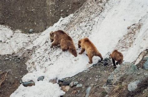 Brown Bears Edge Closer to Human Habitation in Kashmir