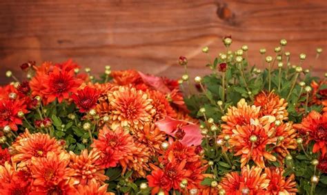 The 18 Best Perennial Mums That Come Back Every Year - A-Z Animals