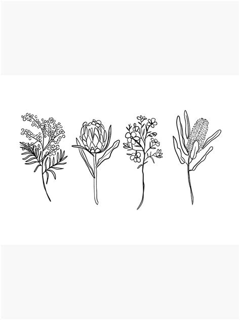 Unveiling the Exquisite Beauty of Australian Native Flowers through Drawing