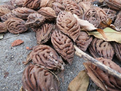 How To Grow A Peach Tree - Bright Lane Gardens