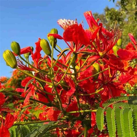Buy Gulmohar Tree Seeds online India | Flamboyant Tree Seeds – Native ...