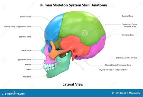 Scapula Bone Labeled Lateral View at Michael Harbour blog
