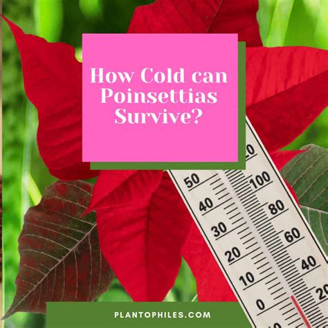 Can Poinsettias Live Outside in the Winter? The Answer!