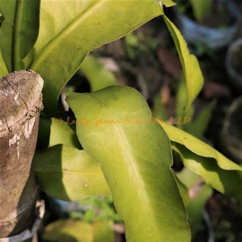 Night Queen (নিশিপদ্ম) – Leafy Greens Initiative