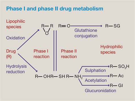 Modes of drug elimination and bioactive metabolites - Anaesthesia & Intensive Care Medicine