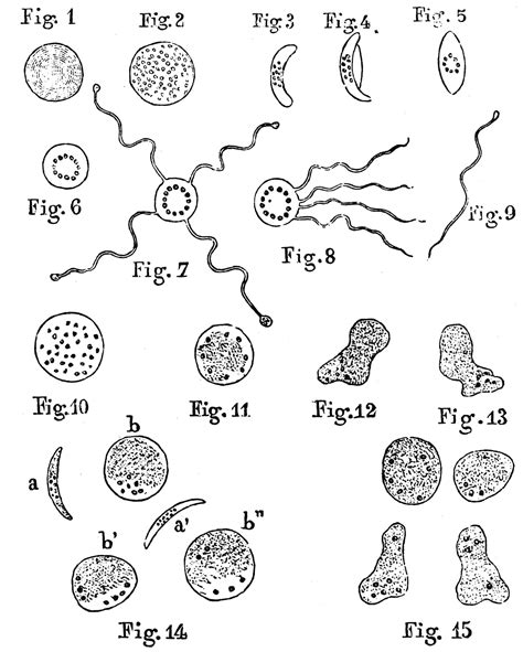Rethinking Modern Medicine’s Germ Theory | Zenconomics - an Independent Financial Blog