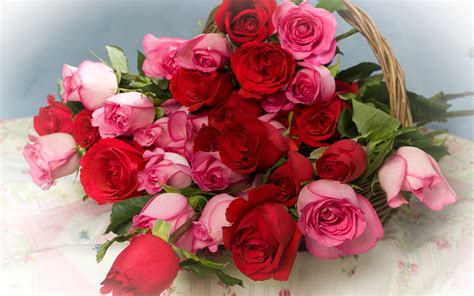 Pink Red Roses Wallpapers