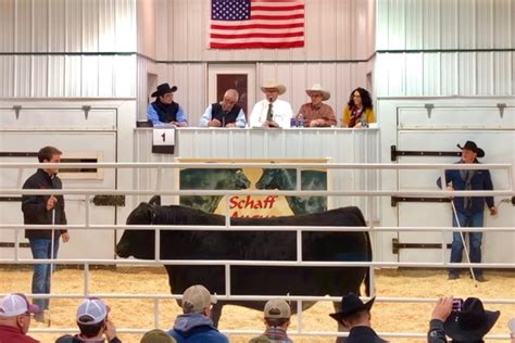 Schaff Angus Valley bull sells for record $1.51 million - Agweek | #1 ...