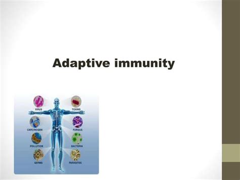 Image result for Two Types of Adaptive Immunity