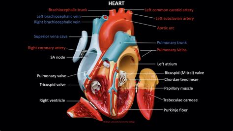 Heart Model Labeled Posterior