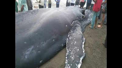 Real life-and-death challenge: Blue whale rescued off Una | Ahmedabad ...