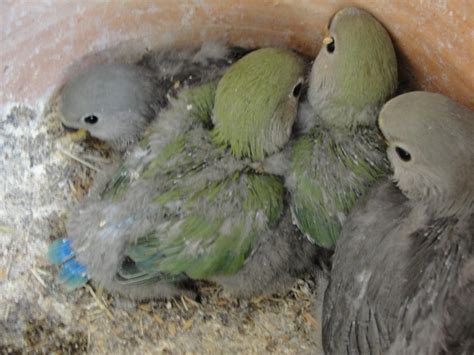 Image result for Elevage Inseparable Conseils