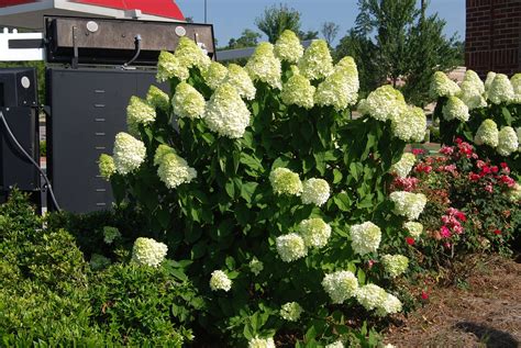 Hydrangea paniculata 'Limelight' PP12874 – Nurseries Caroliniana