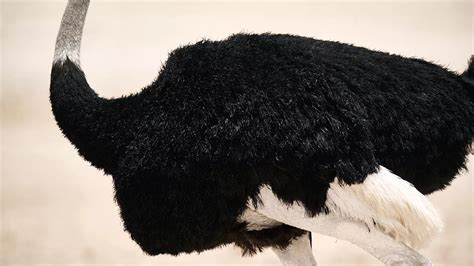 Skeleton Coast Self-Drive Tour in Namibia | Defender