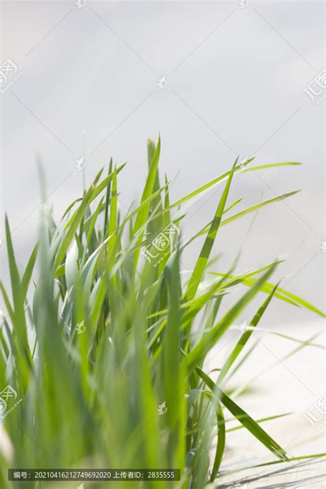 绿油油的小草,枝叶,植物花草,摄影素材,汇图网www.huitu.com
