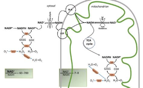 Couple Redox H2O2 的图像结果