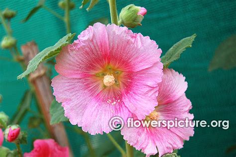 Flowers by Name : A Gallery 1, Anne harkness rose, Agatha christie rose ...