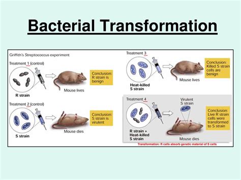 Genetic Modification 的图像结果