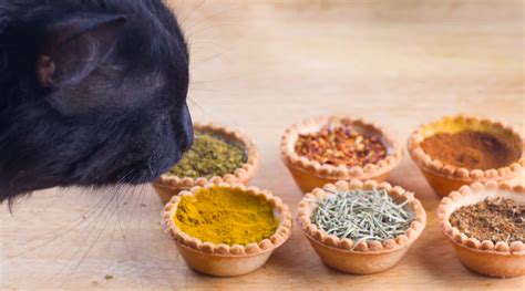 Can Cats Taste Spicy? 3 Best Reasons Why They Like It!