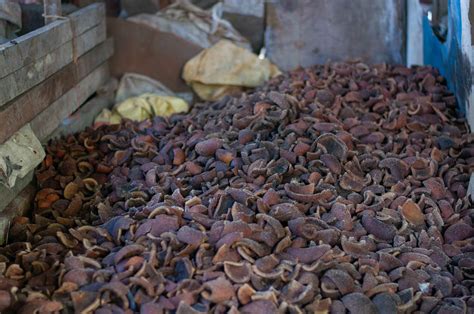 Revitalising coconut farming in Southeast Asia