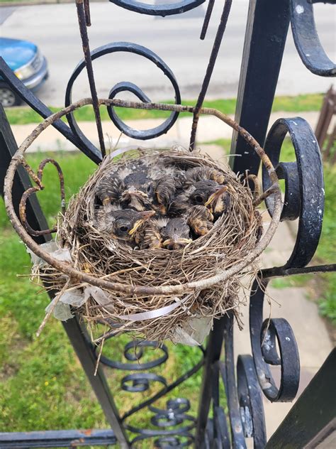 A progression of one of our Robin nests : r/GardenWild
