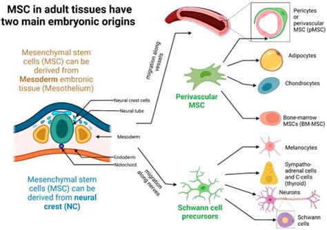Pathophysiology of Sepsis and Genesis of Septic Shock: The Critical ...