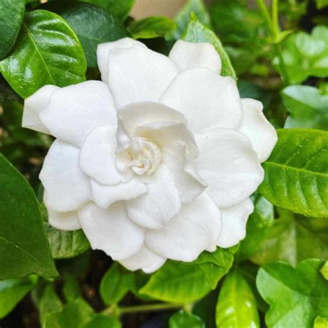 Gardenia Flower Time: What Is the Blooming Time for Gardenias?