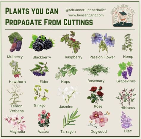 Propagate Plants from Cuttings Poster