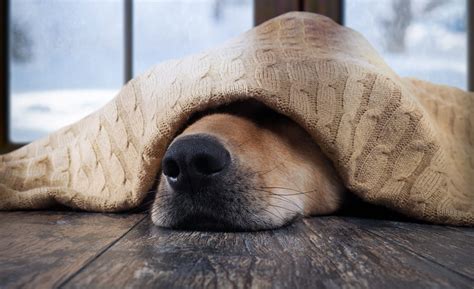 Are Dogs Warmer Than Humans? The Science Behind Their Body Heat