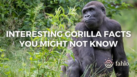 Gorilla Facts Gorilla | San Diego Zoo Animals & Plants