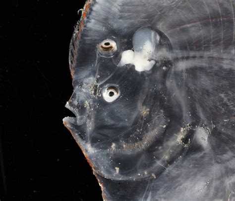 Photos of Newly Discovered Deep-Sea Creatures Living in the Remote Ocean | PetaPixel