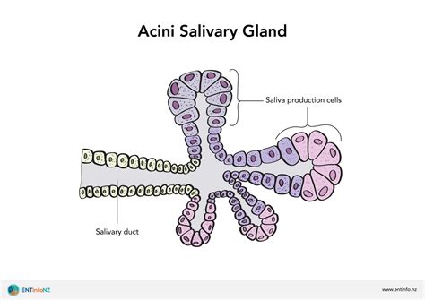 Saliva gland structure and function - ENT Info
