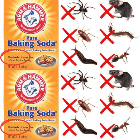 How To Use Baking Soda To Get Rid Of Roaches, Ants, Spiders, Mice ...