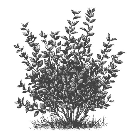 Premium Vector | Detailed botanical drawing of a leafy green shrub with ...