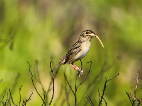 Clean Up City of St. Augustine, Florida: Revival of the Florida grasshopper sparrow shows hope ...