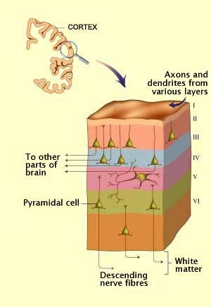 Primary Visual Cortex 的图像结果