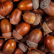 acorns 的图像结果