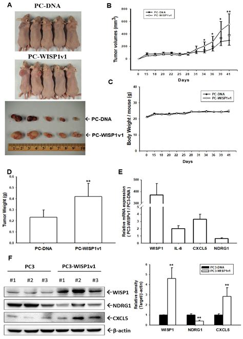 WNT1 Inducible Signaling Pathway Protein 1 Is a Stroma-Specific ...